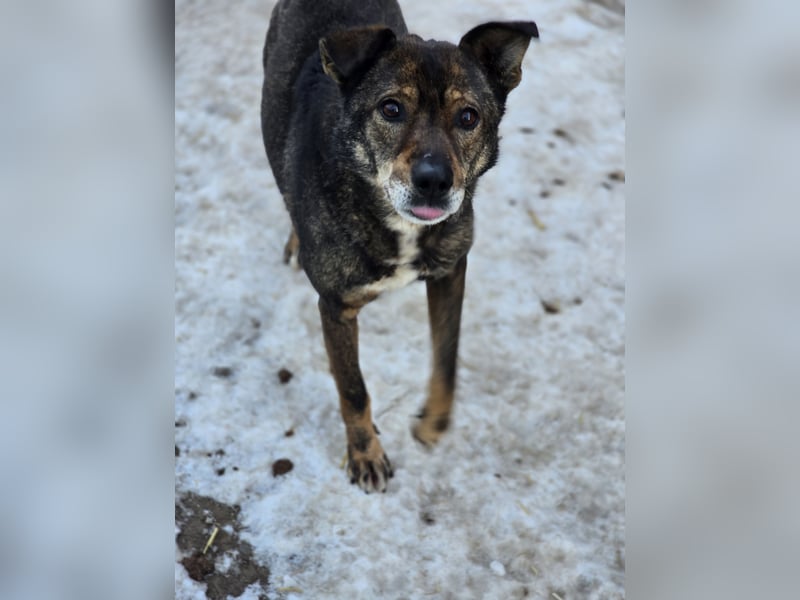 Scar, ca 6 Jahre alter Bub,  mittelgroß – groß, freundlich, zurückhaltend, sozial
