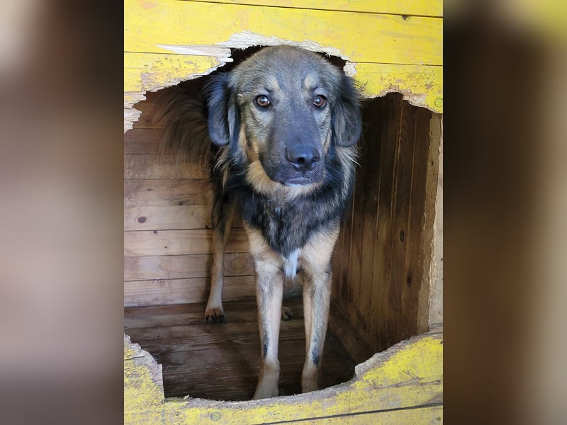 R O V E R , 3-jähriger Rüde, SH ca. mittelgroß – groß, freundlich, verspielt, verschmust, sozial