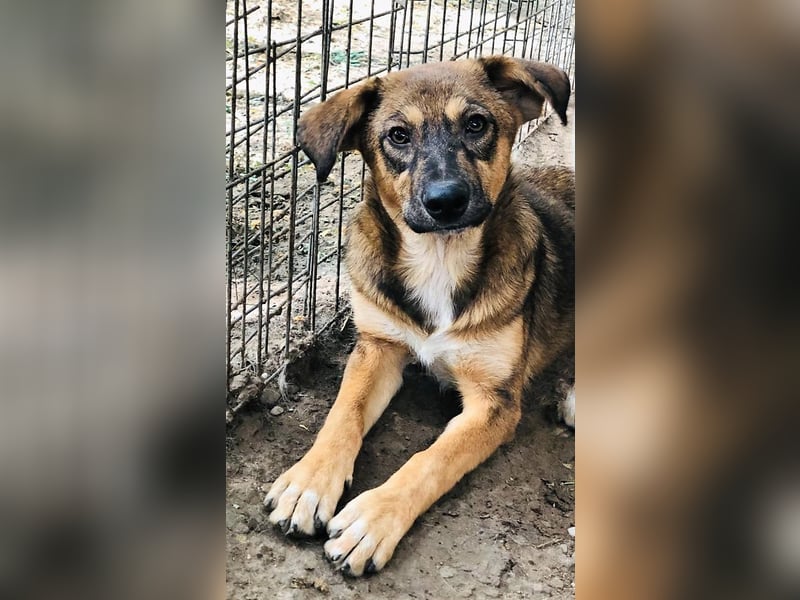 Faro, 3 1/3-jähriger Bub,  ca. mittelgroß, freundlich, verspielt, aufgeschlossen
