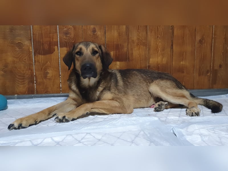 Tim , liebenswerter fast 10 jähiger Rüde, SH ca. 65 cm, freundlich, offen, neugierig