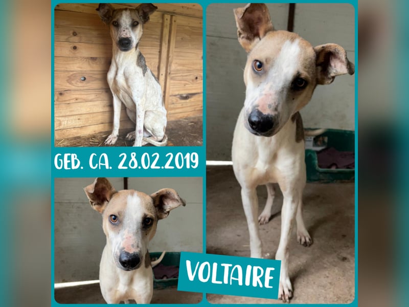 Voltaire, Rüde, *ca. 28.02.2019, mittlere Größe, anhänglich, sensibel