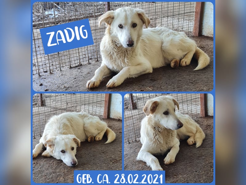 Zadig ,4-jähriger Rüde , SH ca. mittelgroß, offen, freundlich, sozial, neugierig