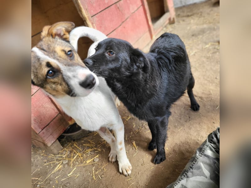 Dave, Rüde, *ca. 4.5.2022, ca. mittelgroß, sozial, lieb, verspielt, vorsichtig