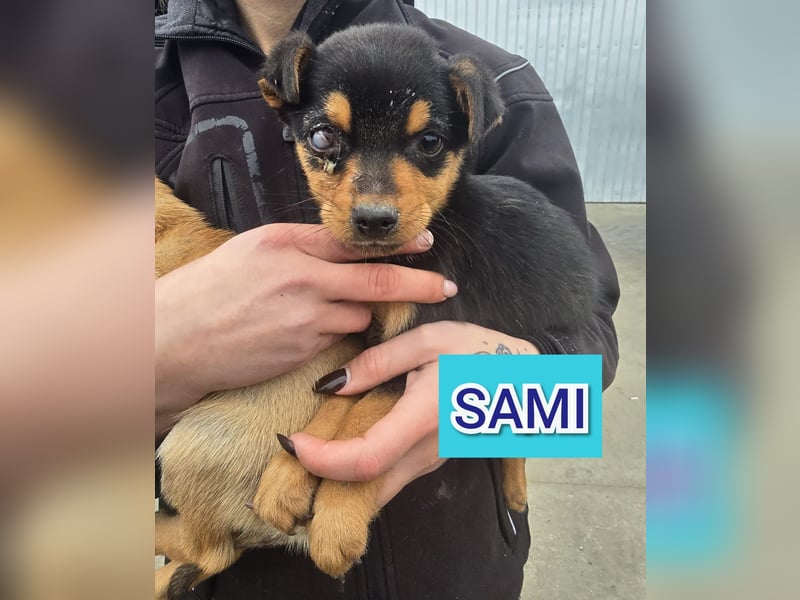 Sami, Bub, 5 Monate, aktuelle Größe bitte nachfragen
