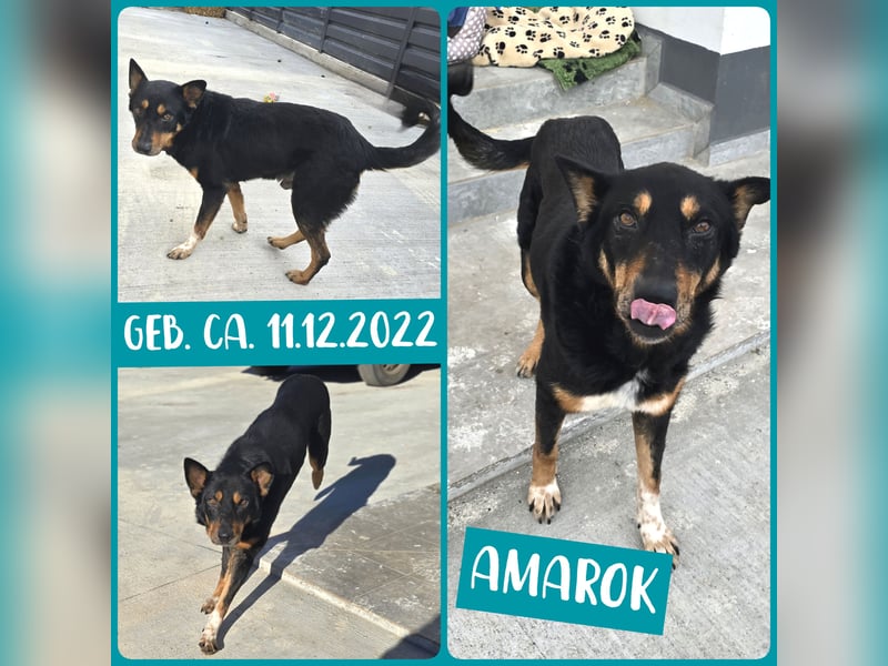 Amarok, Rüde, *ca. 11.12.2022, ca. mittelgroß, verspielt, freundlich, kennt die Hundesprache nicht,