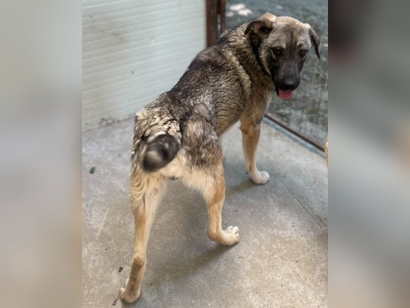 Puck, fast 3 jähriger Rüde, freundlich, aufgeweckt, neugierig, aktiv
