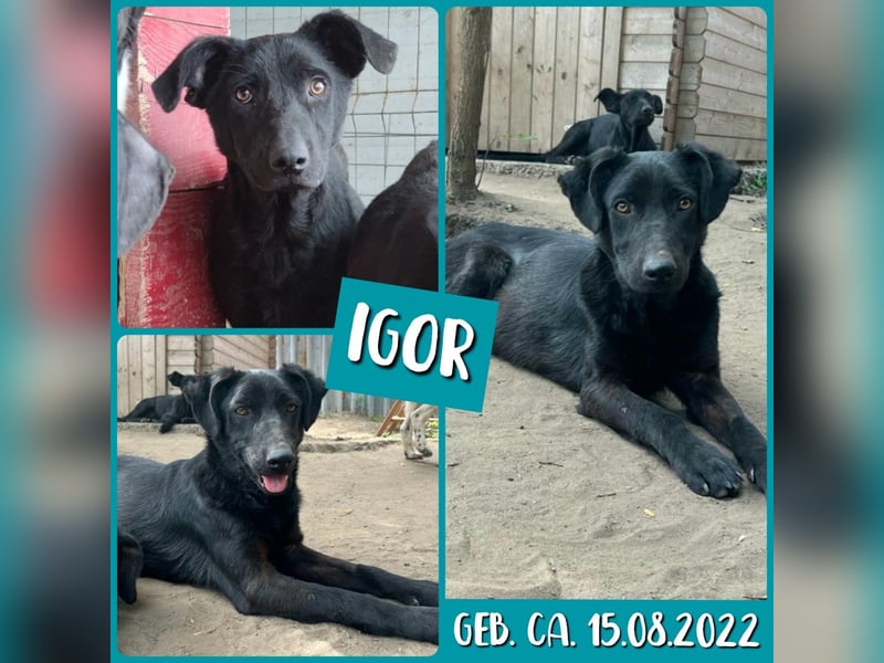 Igor , 2Jahre 8 Monate alter Bub, SH ca. 45-50 cm, freundlich, neugierig, lernfreudig, sozial