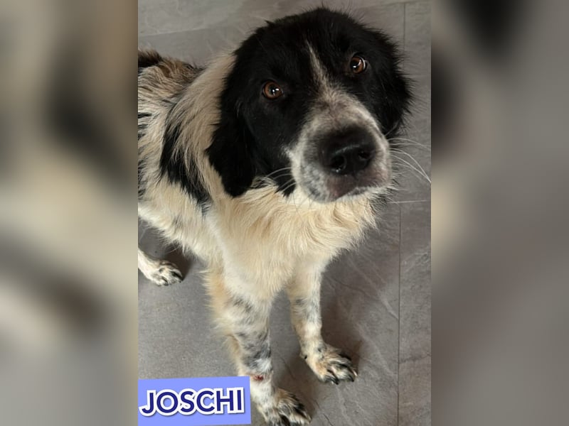 Joschi, Rüde, *ca.24.05.2020, ca. mittelgroß, vertraut nur schwer, schüchtern, freundlich, neugieri