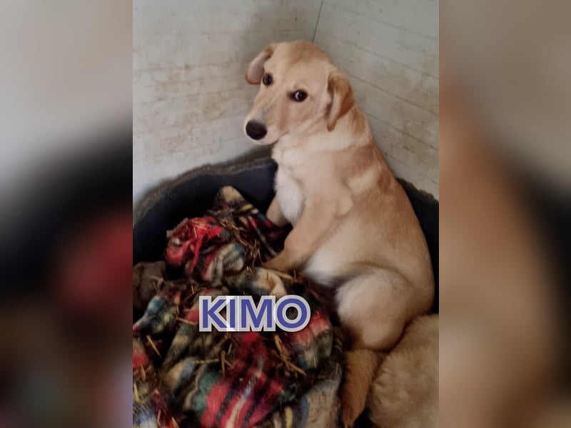 Kimo, fast 1jähriger Bub, aktuelle Größe bitte nachfragen
