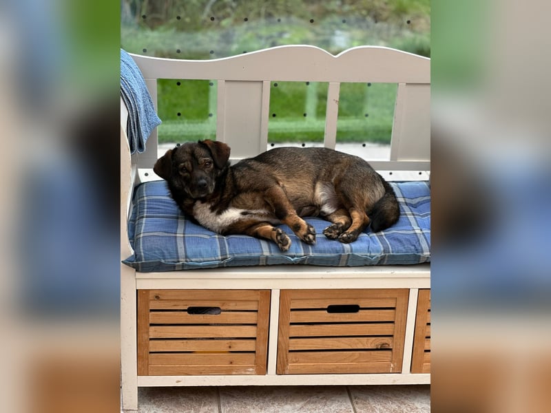 Benji, Rüde,ca* 4 Jahre, ca. 40cm, ca. 10kg, sehr Menschenlieb