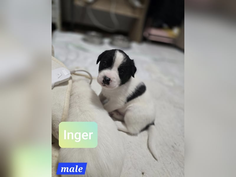 Inger, Bub, 3 Monate, aktuelle Größe nachfragen