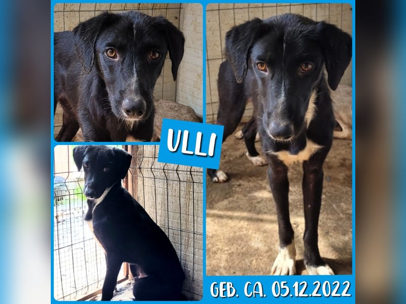 Ulli, 2 jähriger Bub, mittelgroß-groß, freundlich, aktiv, aufgeschlossen, sozial