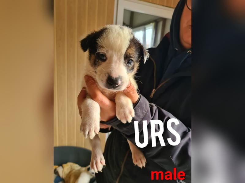 Urs, fas 2 ½ -jähriger Bub, SH ca. mittelgroß, freundlich, sozial, selbstbewusst