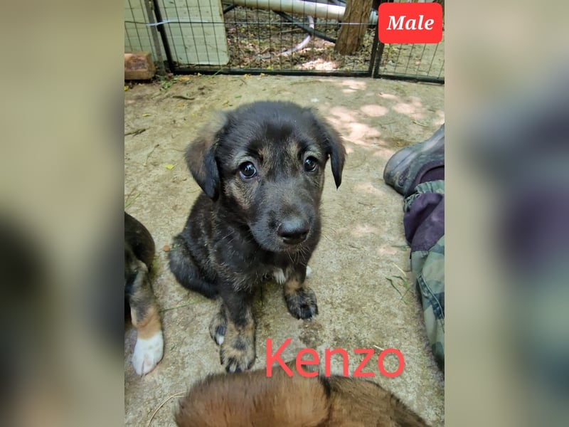 KENZO, 3 jähriger Rüde, SH ca. kniehoch, freundlich, fröhlich, aufgeschlossen