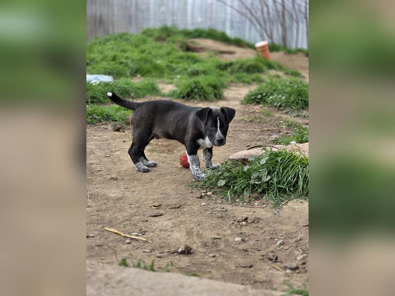 Franz.  Bub, 5 Monate, aktuelle Größe nachfragen
