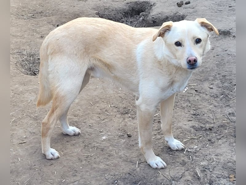 Xero, fast 3 ½ -jähriger Bub, SH ca. mittelgroß, verspielt, neugierig, verschmust, sozial