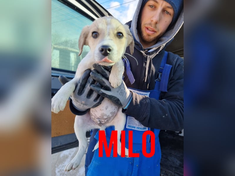 Milo, ca. 3 1/2 – jähriger Bub, kastriert, Größe erfragen, freundlich, sozial, neugierig