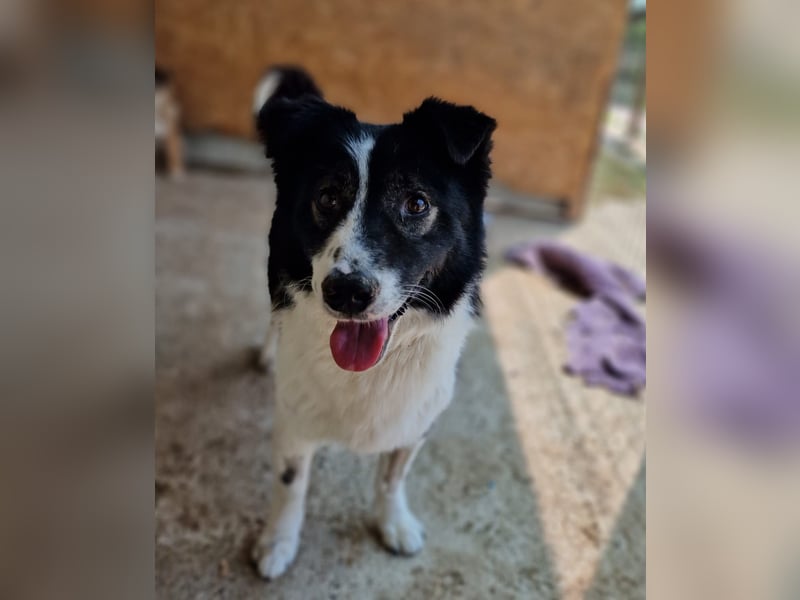 Zoro, 5 jähriger,  kleiner Rüde, , lieb, verspielt, und selbstbewusst