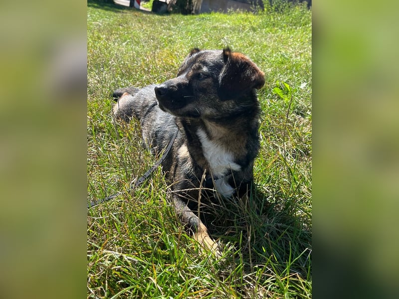 Benji, Rüde,ca* 4 Jahre, ca. 40cm, ca. 10kg, sehr Menschenlieb