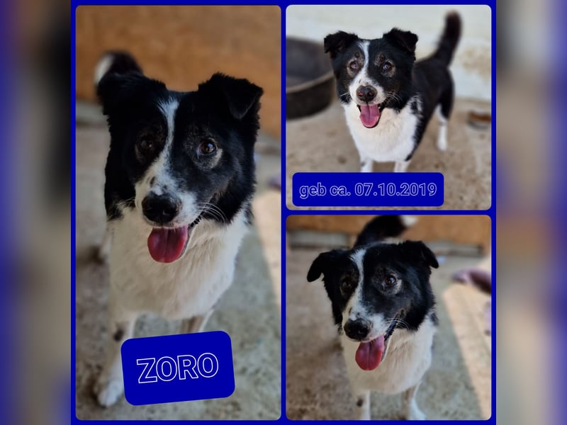 Zoro, 5 jähriger,  kleiner Rüde, , lieb, verspielt, und selbstbewusst