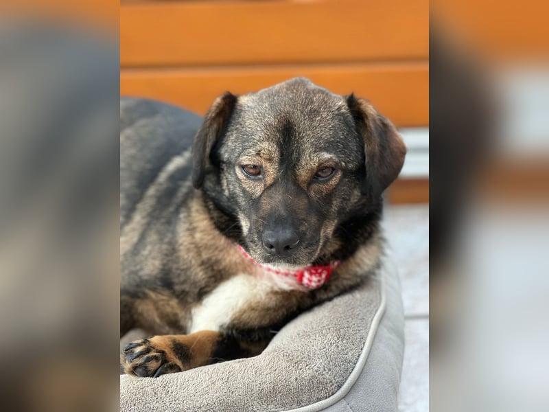 Benji, Rüde,ca* 4 Jahre, ca. 40cm, ca. 10kg, sehr Menschenlieb