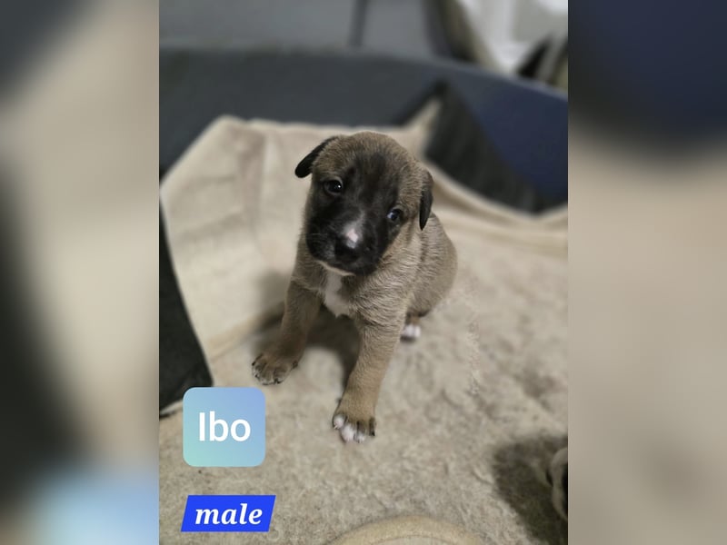 Ibo, Bub, 3 Monate, aktuelle Größe nachfragen
