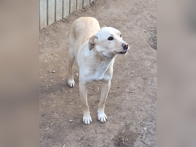Xero, fast 3 ½ -jähriger Bub, SH ca. mittelgroß, verspielt, neugierig, verschmust, sozial