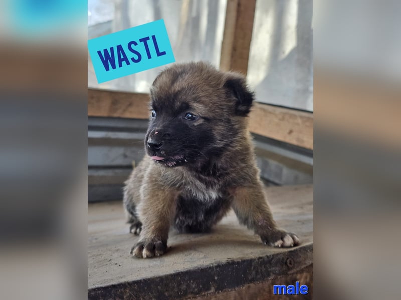 Wastl, 1 1/3 jähriger  Bub,  mittelgroß, verspielt, offen, neugierig, Flausen im Kopf