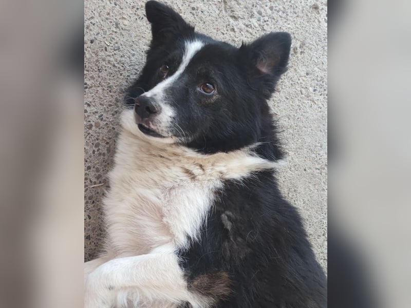 Zoro, 5 jähriger,  kleiner Rüde, , lieb, verspielt, und selbstbewusst