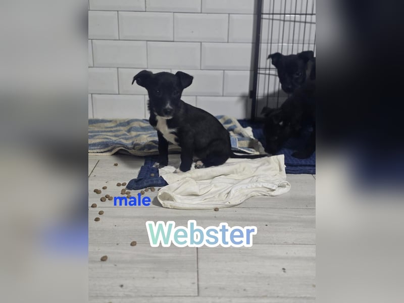Webster ½ jähriger Bub, aktuelle Größe bitte nachfragen