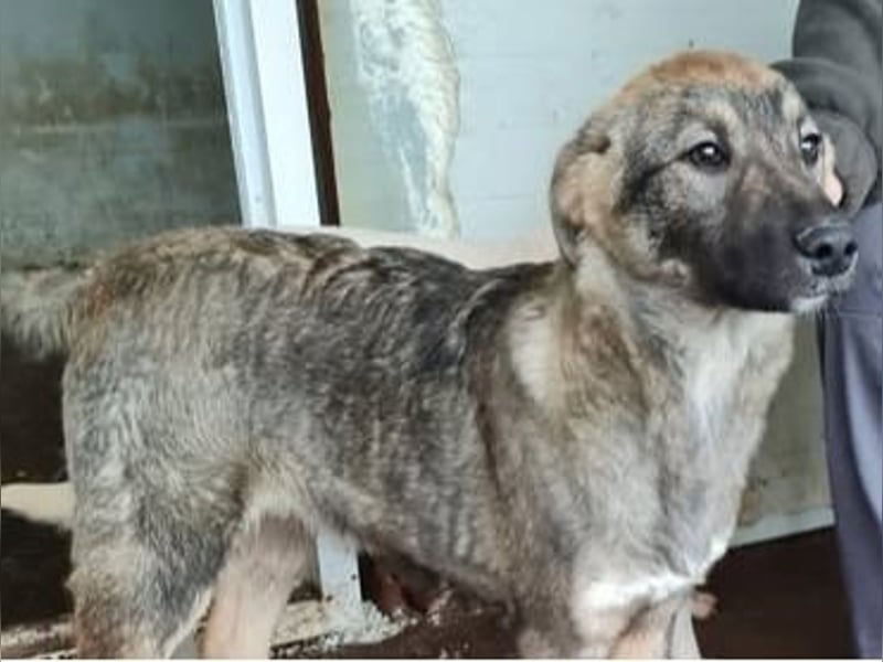 Lumpi,   2 Jahre, mittelgroß, Bub, freundlich, verschmust, verspielt, sozial