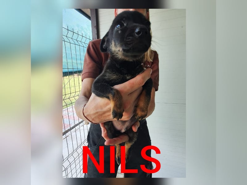 Nils, 4 jähriger Bub, SH ca. kniehoch, lieb, zurückhaltend, schüchtern, sozial)