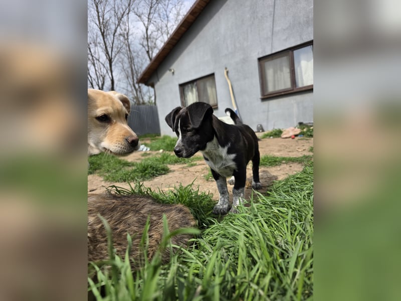 Franz.  Bub, 5 Monate, aktuelle Größe nachfragen