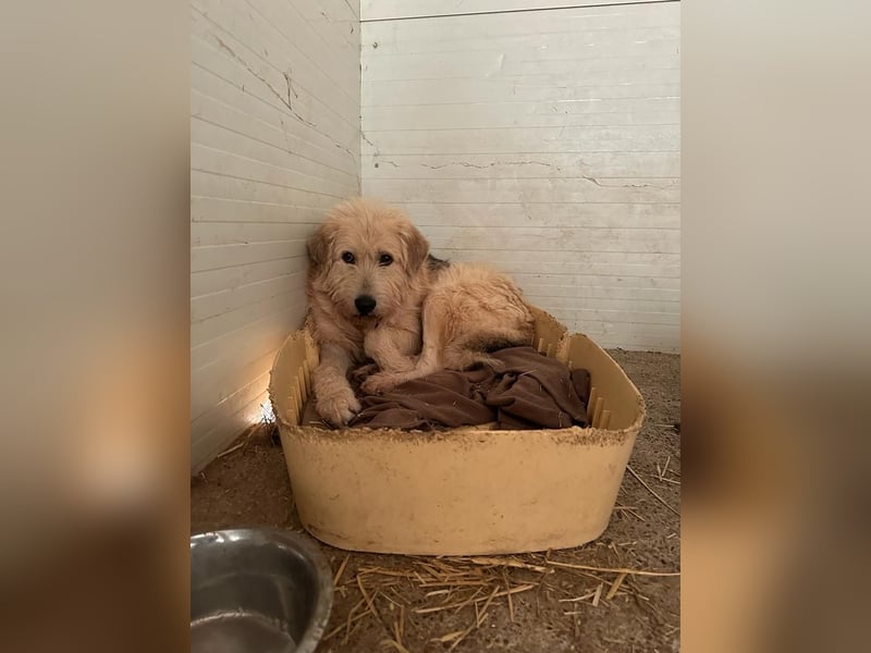 Rusty,  4jähriger Rüde, ängstlich, ruhig, vorsichtig, sozial, groß