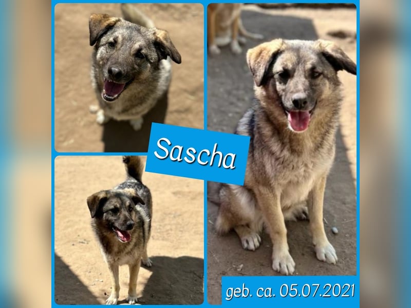Sascha  3 ¾ jähriger Bub, SH ca. mittelgroß, verspielt, sozial, menschenbezogen, lieb