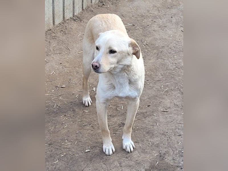 Xero, fast 3 ½ -jähriger Bub, SH ca. mittelgroß, verspielt, neugierig, verschmust, sozial