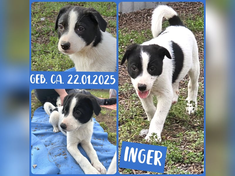 Inger, Bub, 3 Monate, aktuelle Größe nachfragen