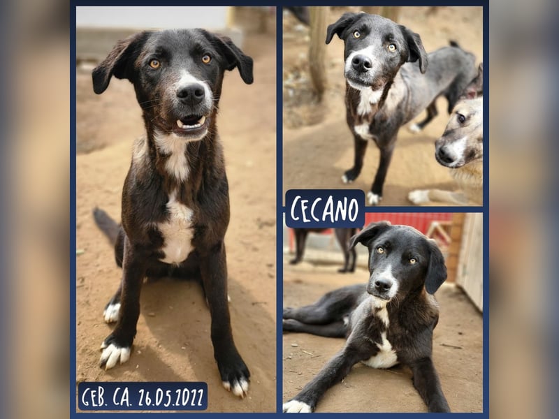 Cecano fast 3jähriger Hundebub ,  SH ca. kniehoch, fröhlich, verschmust, aufgeschlossen, sozial