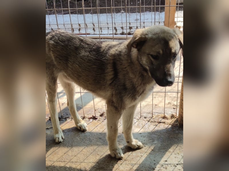 Puck, fast 3 jähriger Rüde, freundlich, aufgeweckt, neugierig, aktiv
