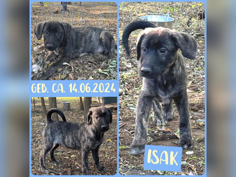 Isak, Rüde, *ca.14.6.2024, Größe: noch unbekannt