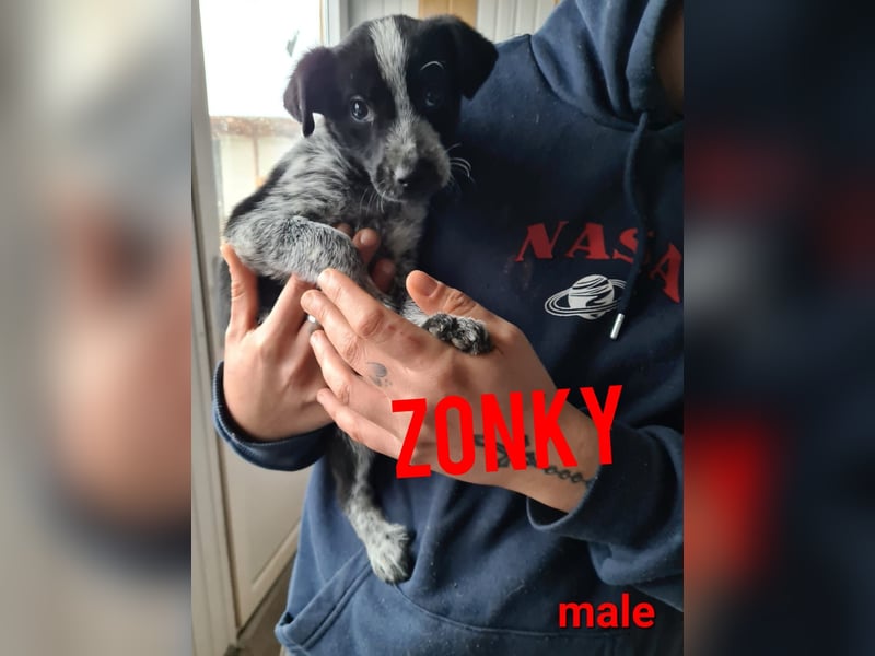 Zonky, 2 ½-jähriger Bub,*ca. 02.10.2022, sozial, menschenbezogen