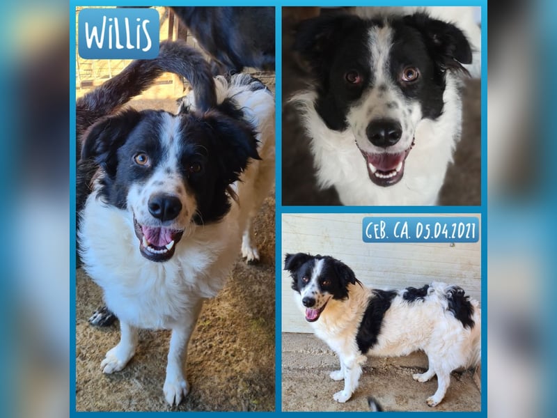 Willis, 5-jähriger Bub, SH ca. 48 cm, aufgeschlossen, freundlich, verschmust