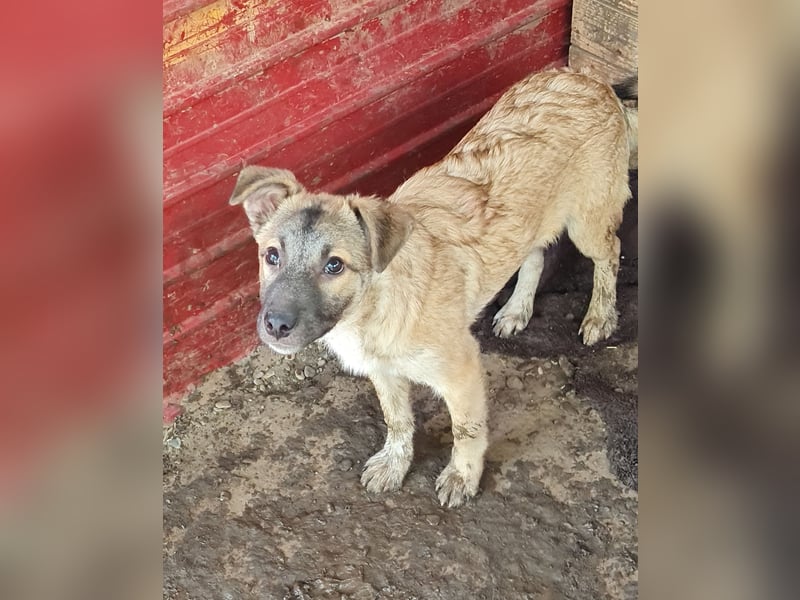Wastl, 1 1/3 jähriger  Bub,  mittelgroß, verspielt, offen, neugierig, Flausen im Kopf