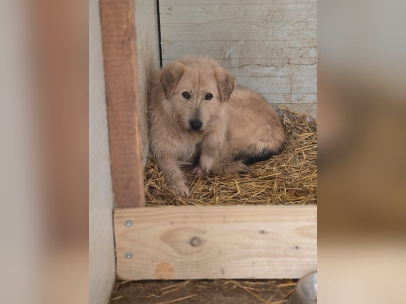 Rusty,  4jähriger Rüde, ängstlich, ruhig, vorsichtig, sozial, groß
