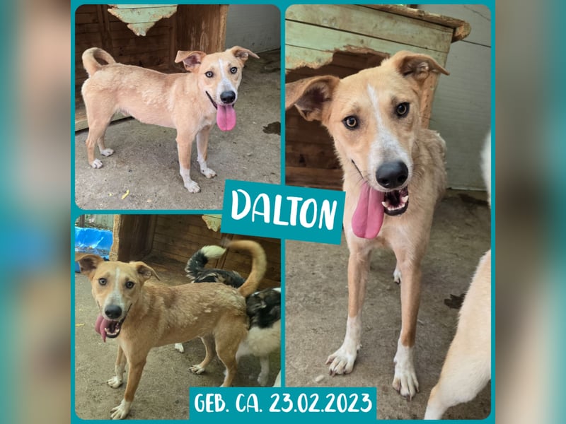 Dalton, 2jähriger Bub,  ca. mittelgroß, freundlich, verspielt, sozial, verschmust