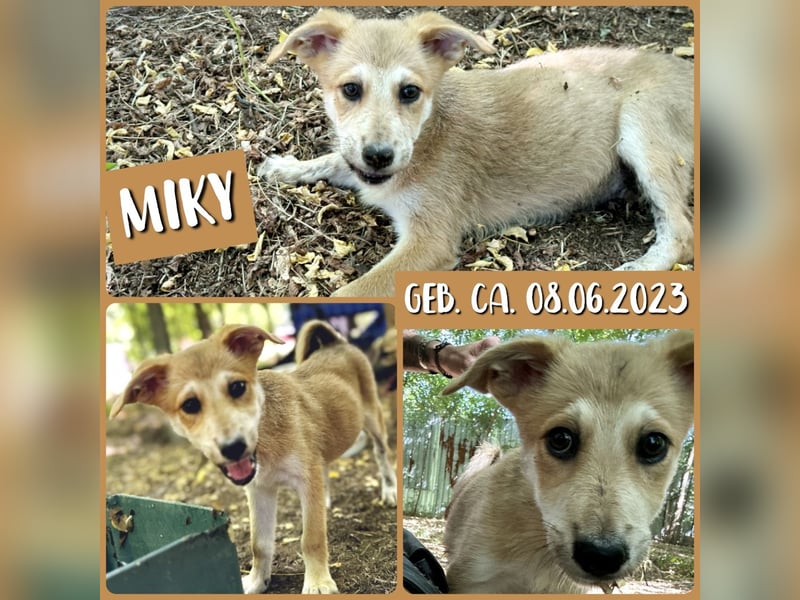 Miky, toller Junghund, 1 Jahr und 9 Monate,  lieb, sozial, aktiv