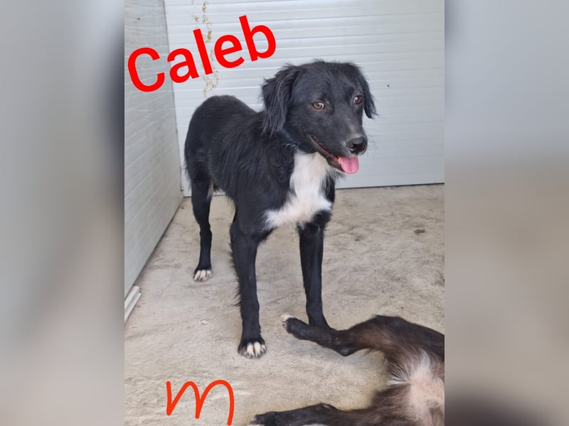 C A L E B , Rüde, *ca. 19.01.2021, mittelgroß, zurückhaltend, sozial, verspielt