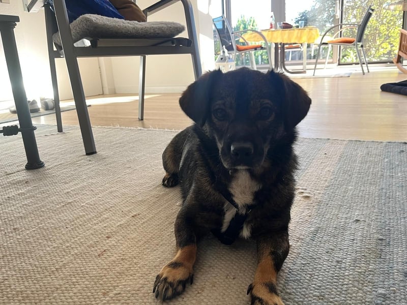 Benji, Rüde,ca* 4 Jahre, ca. 40cm, ca. 10kg, sehr Menschenlieb