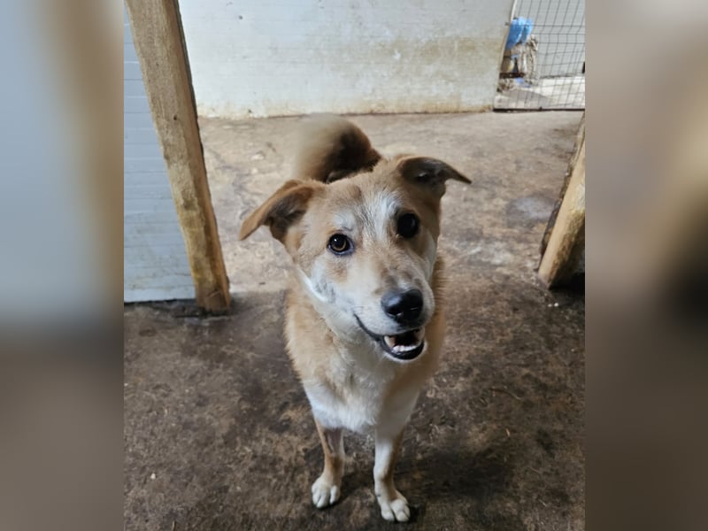 Miky, toller Junghund, 1 Jahr und 9 Monate,  lieb, sozial, aktiv