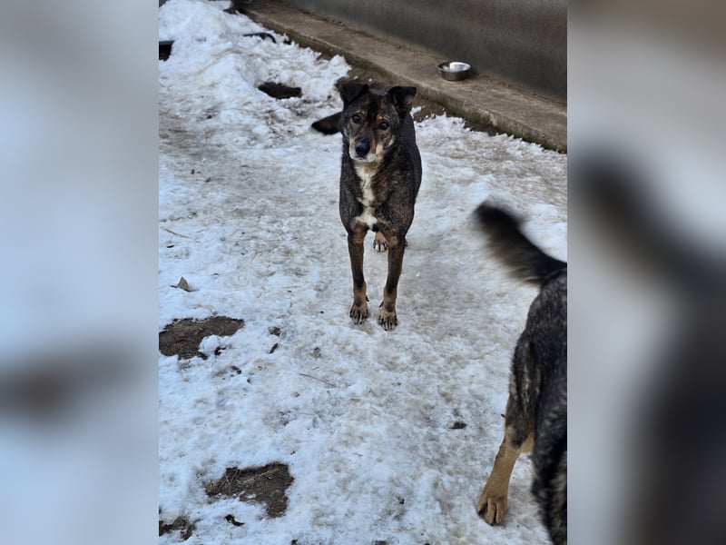 Scar, ca 6 Jahre alter Bub,  mittelgroß – groß, freundlich, zurückhaltend, sozial